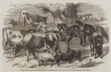 Dwarf African Ponies and Bretonne Cows and Sheep exhibited at the Crystal Palace, Sydenham